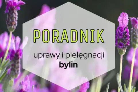 Poradnik uprawy i pielęgnacji bylin. Fioletowe kwiaty lawendy na tle zieleni.