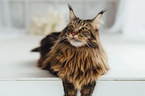 Majestatyczny Maine Coon o brązowym futrze, z puszystą grzywą i charakterystycznymi pędzelkami na uszach, spogląda w górę.