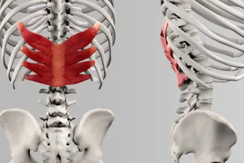 Rotes Muskelgewebe, der serratus posterior, bedeckt die Rippen und den oberen Teil der Wirbelsäule.
