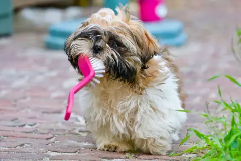 Uroczy shih tzu z różową szczotką w pysku. Może to być jego sposób na radzenie sobie z wadami pielęgnacyjnymi.