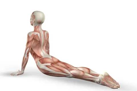 Anatomia mięśniowa w pozycji kobry. Widoczny mięsień pośladkowy średni, pracujący przy stabilizacji biodra.