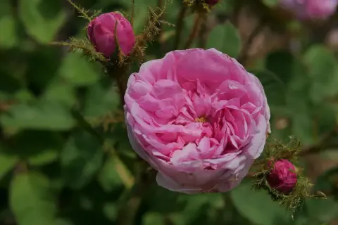 Eine zarte rosa centifolia Rose blüht, umgeben von Knospen und grünem Laub.