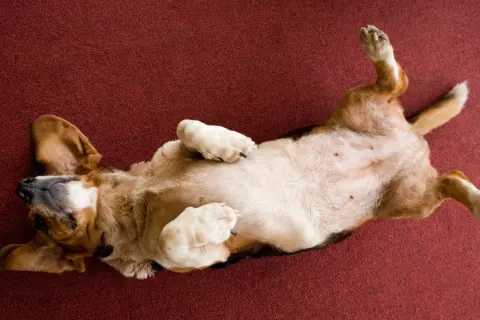 Un chien dort sur le dos, pattes en l'air, sur un tapis rouge. Il semble très détendu et heureux.