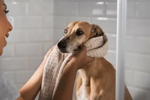 Mujer secando a su perro con una toalla, intentando averiguar porque mi perro huele mal aunque lo bañe.
