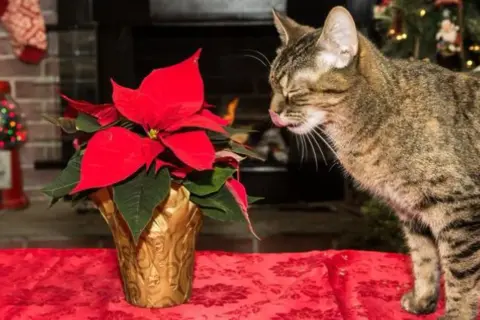 Gato curioso olisquea una flor de pascua, planta tóxica para gatos, en un ambiente festivo.