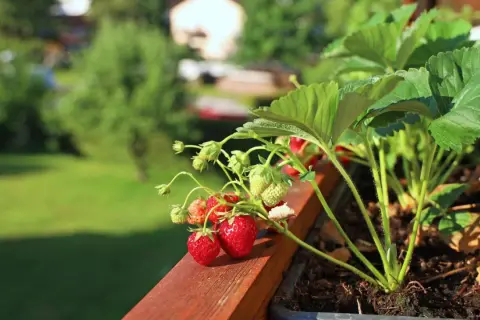 Reife und grüne Erdbeeren wachsen auf einem Balkon. Das Einpflanzen von Erdbeeren auf dem Balkon ist eine tolle Idee für frische Früchte.