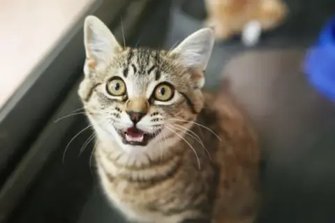 Cuánto le dura el celo a un gato macho y cómo afecta su comportamiento