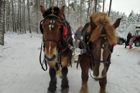 Dwa piękne konie zaprzężone do sań, gotowe na zimową przejażdżkę po ośnieżonym lesie.