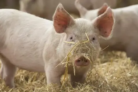 Un jeune porc rose avec de la paille sur le museau, dans un champ.