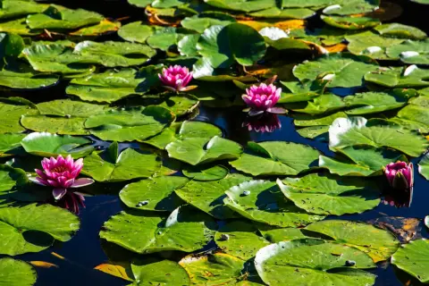 Un estanque lleno de hojas de nenúfar verdes y varias flores de loto rosadas, símbolo de pureza en el hinduismo.