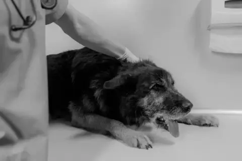 Tierarzt untersucht Hund, der sich übergeben muss. Was tun, wenn der Hund kotzt? Schnelle Hilfe ist wichtig.