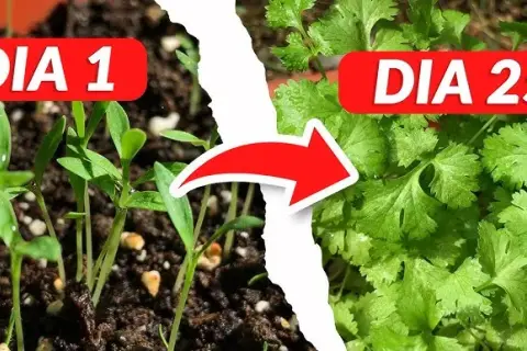 Cuando plantar cilantro: evita errores comunes y logra una cosecha perfecta