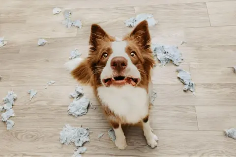 Perro con cara de susto rodeado de papel rasgado. ¿Cómo saber si mi perro tiene ansiedad? Busca señales como esta.