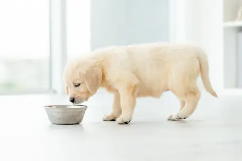 Puszysty szczeniak golden retriever pochyla się nad miską, ale wyraźnie nie chce jeść.