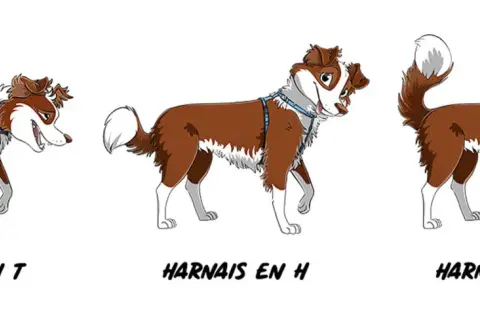 Trois chiens bruns et blancs illustrés portent des harnais différents : un harnais en T bleu, un harnais en H bleu et un harnais en Y bleu.