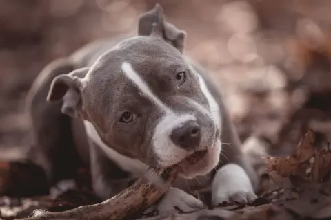 Ein junger American Bully kaut auf einem Ast im Herbstlaub.