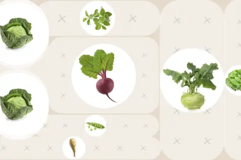 Rote Bete, Kohlrabi und Kohlköpfe als Nachbarn im Gemüsebeet. Daneben Erbsen, Petersilienwurzel und Kräuter.