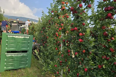 Raccolta di mele Melinda in Trentino. L'immagine mostra alberi carichi di frutti rossi e lavoratori intenti alla raccolta, con casse verdi pronte a contenere le mele.
