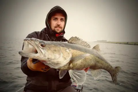 Ein Angler hält stolz einen großen Zander, der aus seinem natürlichen Lebensraum, einem ruhigen Gewässer, gefangen wurde.