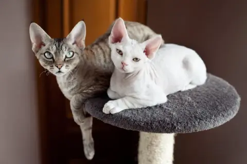 Długość życia Devon Rex: Co wpływa na ich zdrowie i witalność?
