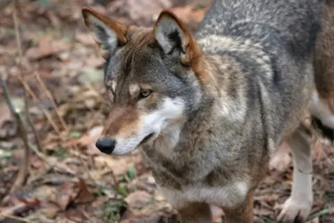 Jak szybko biega wilk? Zaskakujące fakty o jego prędkości