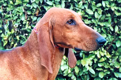 Un segugio cane dal pelo fulvo, con lunghe orecchie, guarda attentamente.