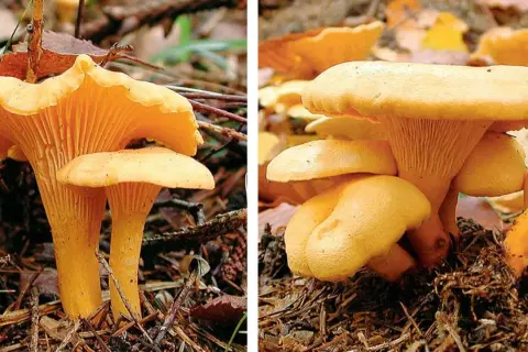 Gelbe Pfifferlinge wachsen im Wald auf moosigem Boden. Suche unter Laub und Nadeln.