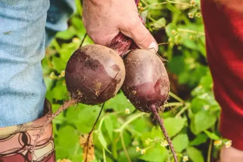 Kiedy sezon na buraki? Odkryj najlepszy czas na zbiór i uprawę