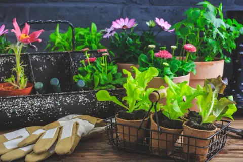 Gartengeräte und junge Pflanzen, bereit für den Frühling. Die zarten Setzlinge und Blumen sind geschützt, um sie vor **Pflanzen bei Frost** zu bewahren.