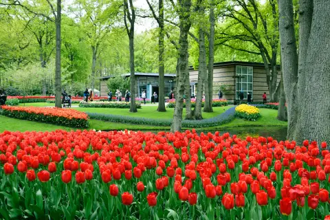 Wiosna w Keukenhof to idealny czas na podziwianie morza czerwonych tulipanów i kwitnących drzew.