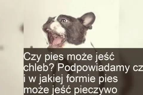 Czy pies może jeść chleb? Ekspert radzi: ryzyko i bezpieczne zasady.