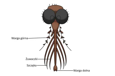 Ilustracja przedstawia narząd gębowy komarów z widocznymi żuwaczkami, szczęką, wargą górną i dolną.