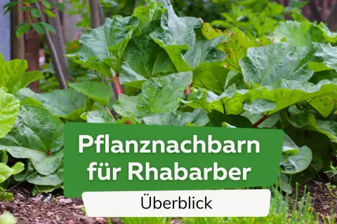 Grüner Rhabarber mit roten Stielen. Text: "Pflanznachbarn für Rhabarber". Gute Nachbarn für den Rhabarber im Garten.