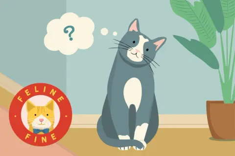 A curious cat sits, a thought bubble with a question mark above its head, pondering if cats know their names. A "Feline Fine" logo is nearby.