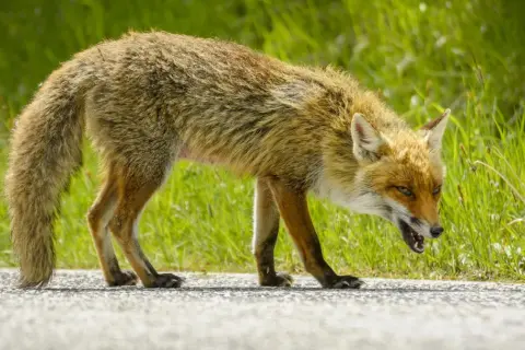 Lis z otwartym pyskiem, z widocznymi zębami, wygląda groźnie. Jego oczy błyszczą, a sierść jest nastroszona. Może to objaw wścieklizny.