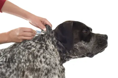 Manos aplican tratamiento antiparasitario en el cuello de un perro, evitando una garrapata mal quitada.
