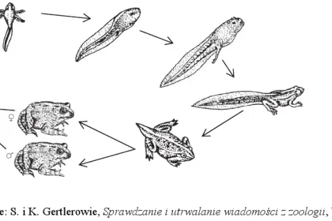 Jak rozmnażają się płazy? Odkryj fascynujące tajemnice ich cyklu życiowego