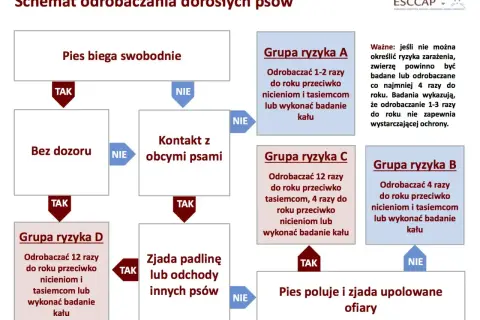 Schemat odrobaczania psów: od swobodnego biegania, przez kontakt z innymi psami, po zjadanie padliny. Określa grupy ryzyka i częstotliwość odrobaczania.