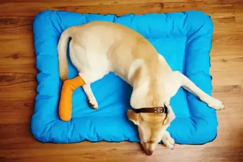 A mi perro le cuesta levantarse con las patas traseras, causas y soluciones
