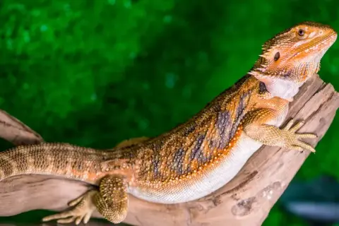 Pomarańczowa agama brodata, znana też jako co je agama brodata, siedzi na gałęzi na tle zieleni.
