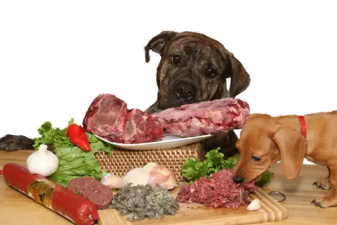 Es bueno darle carne cruda a los perros: riesgos y beneficios que debes conocer