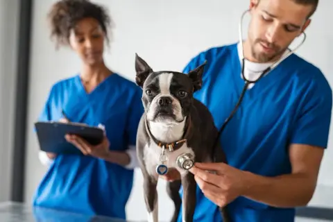 Centro Veterinario Sur: Servicios completos para el bienestar de tu mascota