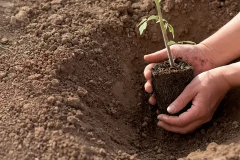 Dłonie trzymają sadzonkę pomidora, gotową do posadzenia w żyznej ziemi.