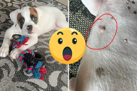 A cute boxer puppy lies with a toy, while a close-up shows a circled area, sparking curiosity: do dogs have belly buttons?