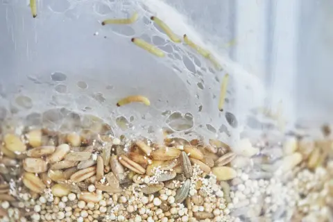Petites larves rampent dans un nid de fils blancs au-dessus d'un mélange de grains. Un nid mite alimentaire en pleine activité.