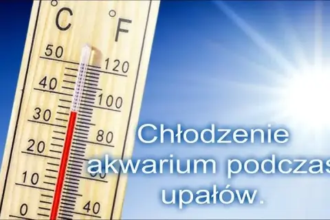 Jak schłodzić wodę w akwarium: 7 skutecznych metod na upały