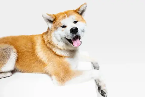 Akita Inu: Sierść czy włosy? Prawda o linieniu i alergii