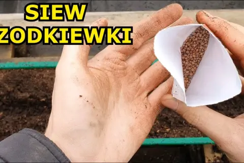 Jak siać rzodkiewkę do gruntu? Chrupiące zbiory bez błędów!