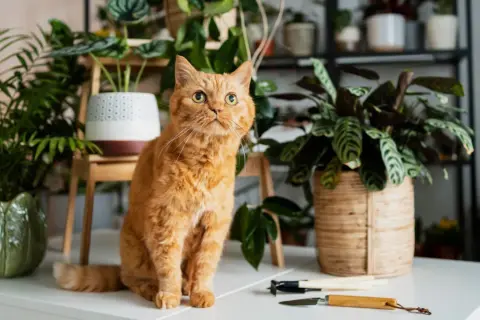 Gato naranja curioso entre plantas. ¡Cuidado! Algunas plantas, como el romero tóxico para gatos, pueden ser peligrosas.