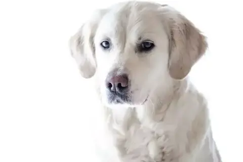 Jak obciąć golden retrievera: uniknij błędów i zadbaj o sierść